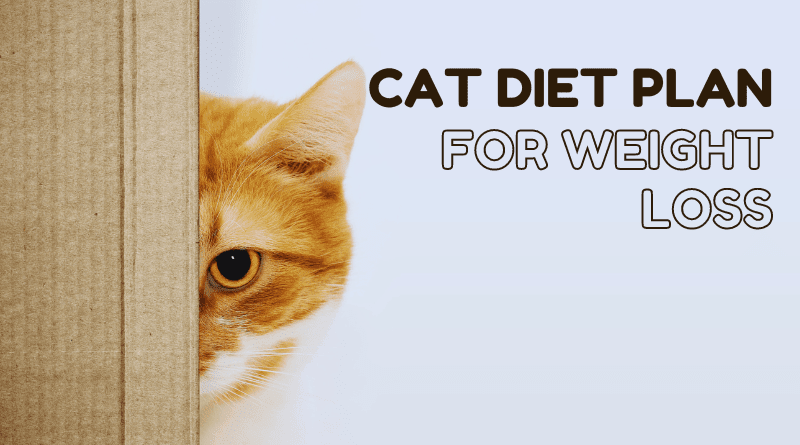 Cat Diet Plan