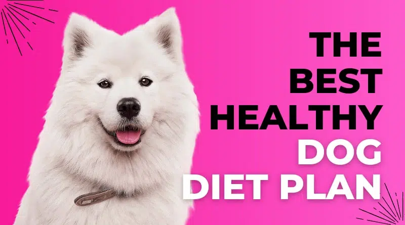 Healthy Dog Diet Plan