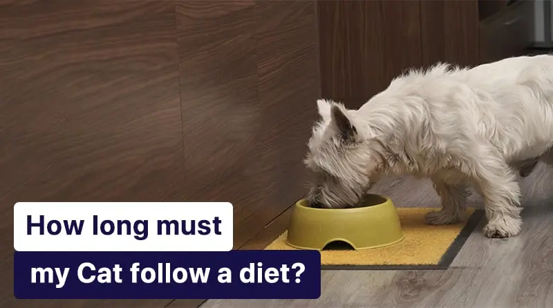 How long must my Cat follow a diet