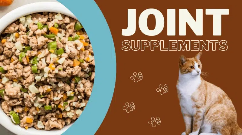 Dry food diet for Cats