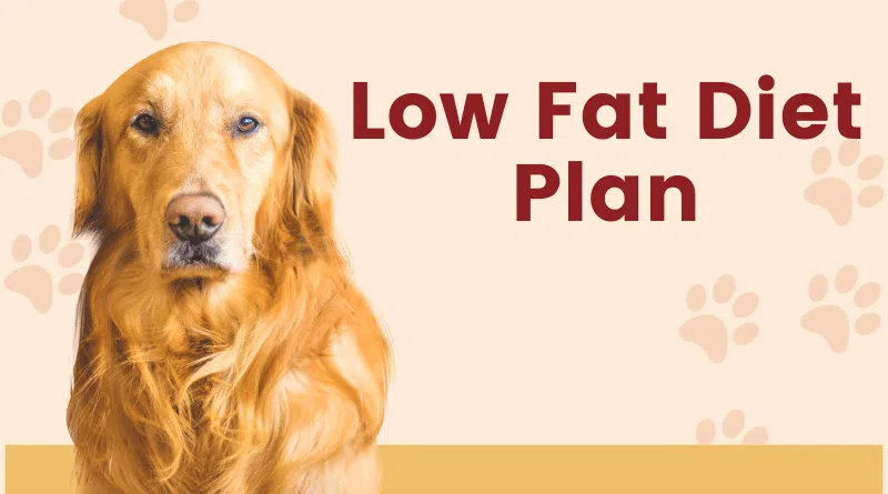 Low Fat Diet Plan