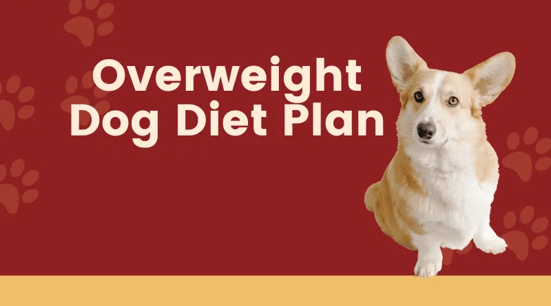 Overweight Dog Diet Plan
