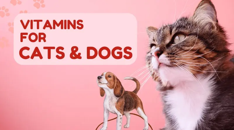 Vitamins for Cats and Dogs