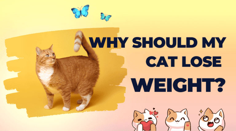 Best Cat Diet Plan for Weight Loss in 2023