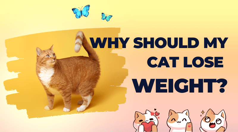 Best cat diet plan for weight loss