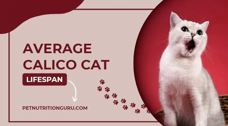 Average Calico Cat Lifespan