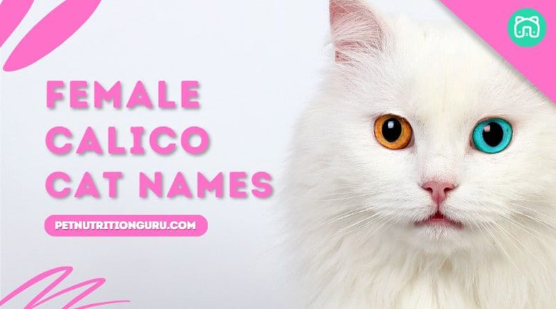 female-calico-cat-names-50-unique-cat-names