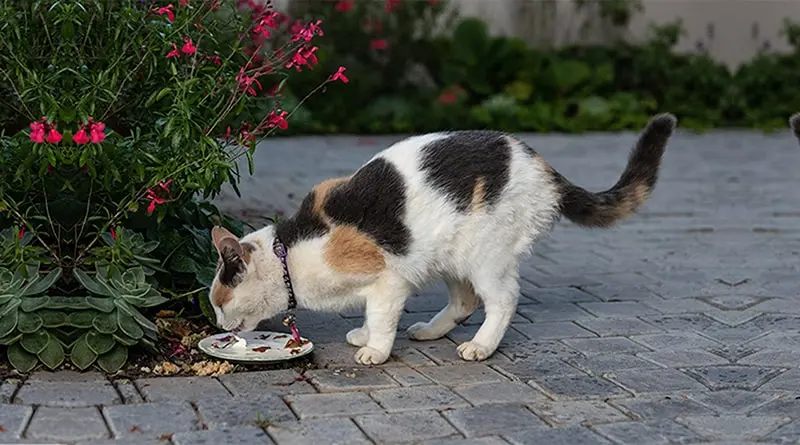 Preparing a Cat Bland Diet