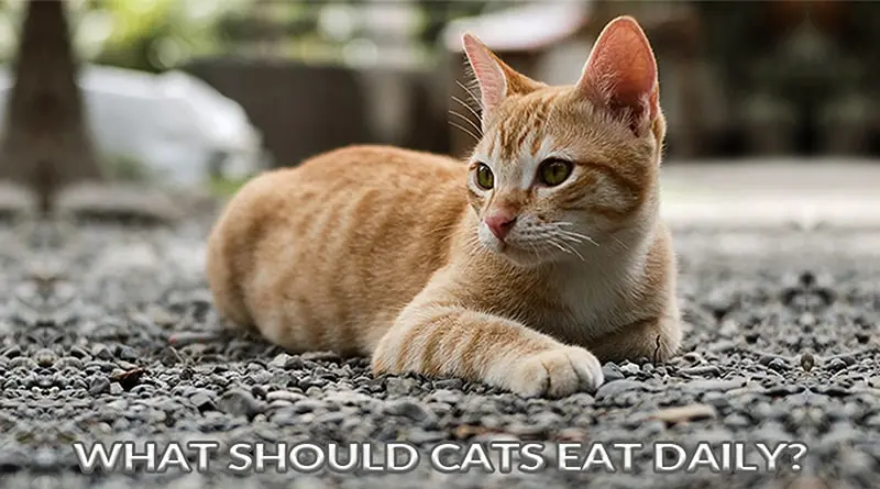 Cat Diet plan