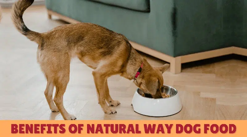 Benefits of Natural Way Dog Food