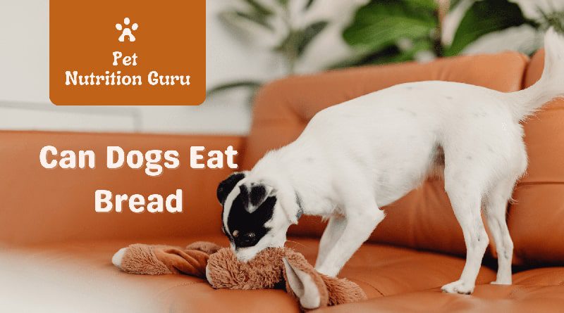 Can Dogs Eat Bread: What Every Pet Owner Should Consider