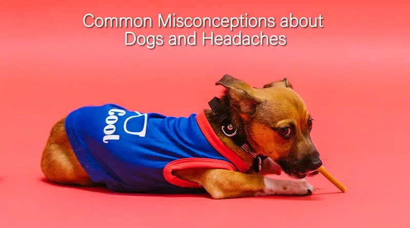 Headaches in Dogs