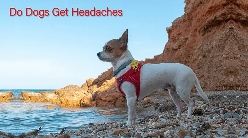 Do Dogs Get Headaches