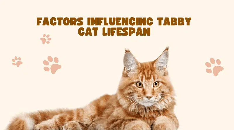 Factors Influencing Tabby Cat Lifespan