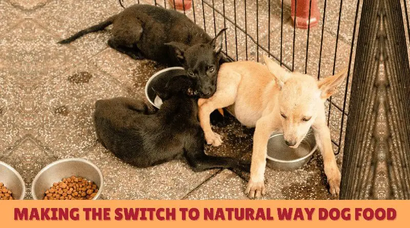 Making the Switch to Natural Way Dog Food