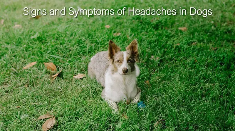 Dog get Headaches
