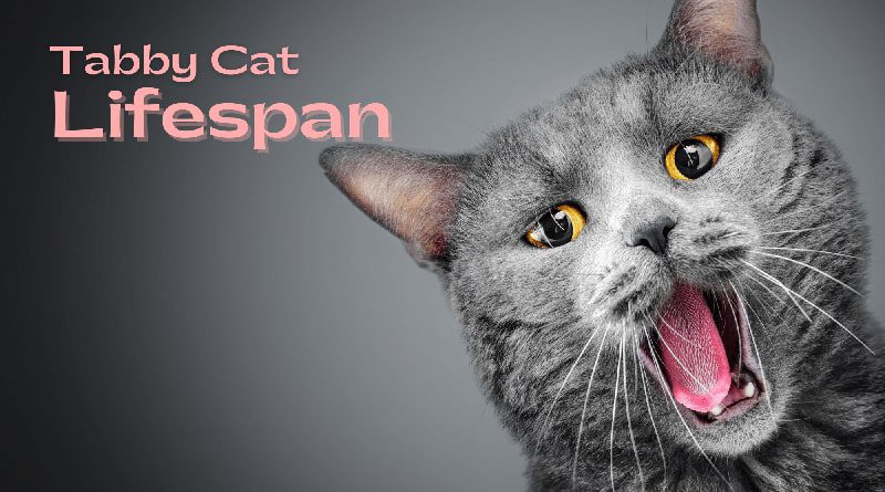 Get Complete Knowledge about Tabby Cat Lifespan