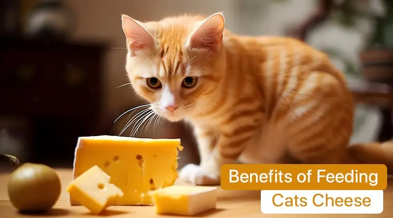 Benefits of Feeding Cats Cheese
