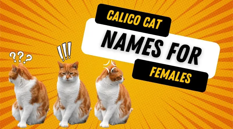 Calico Cat Names for Females