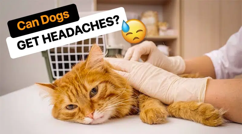 Can Dogs Get Headaches