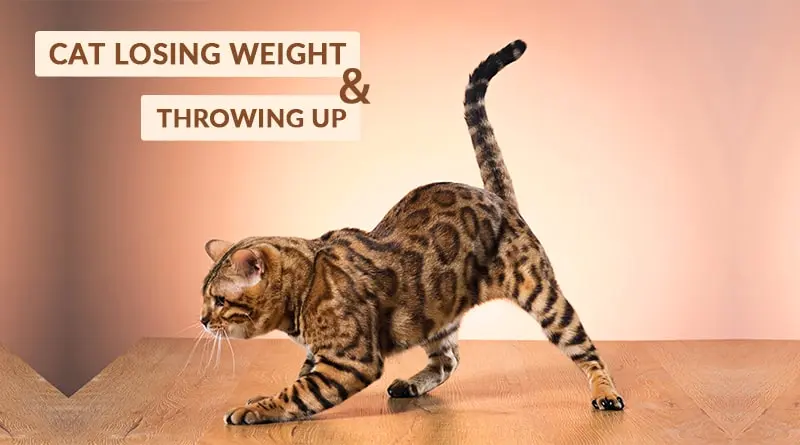 Cat Losing Weight and Throwing Up