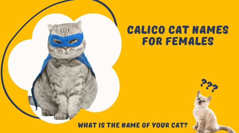 Charming Calico Cat Names for Females