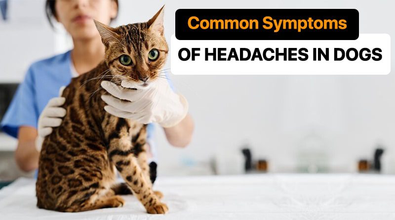 Common Symptoms of Headaches in Dogs
