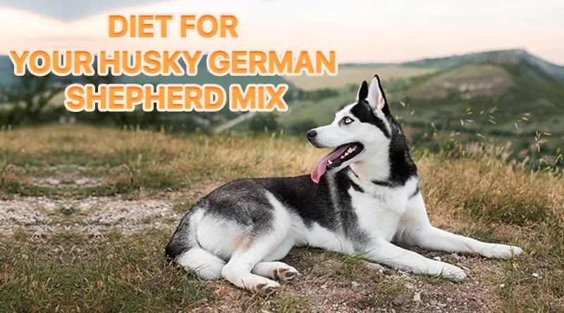 Perfect Diet For Your Husky German Shepherd Mix