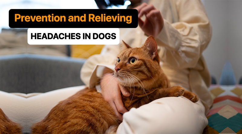 Prevention and Relieving Headaches in Dogs