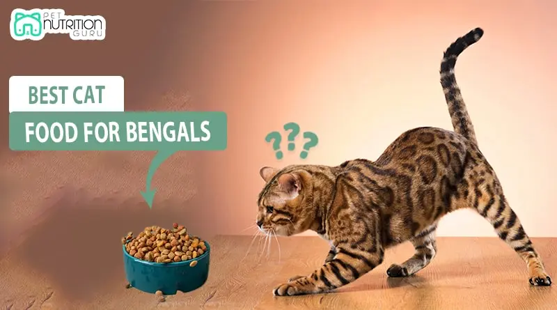 Best Cat Food for Bengals