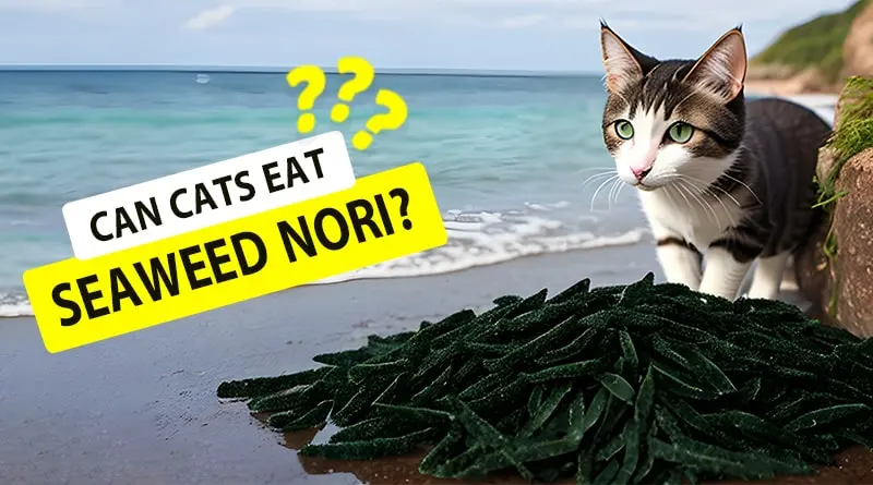 Can Cats Eat Seaweed Nori?