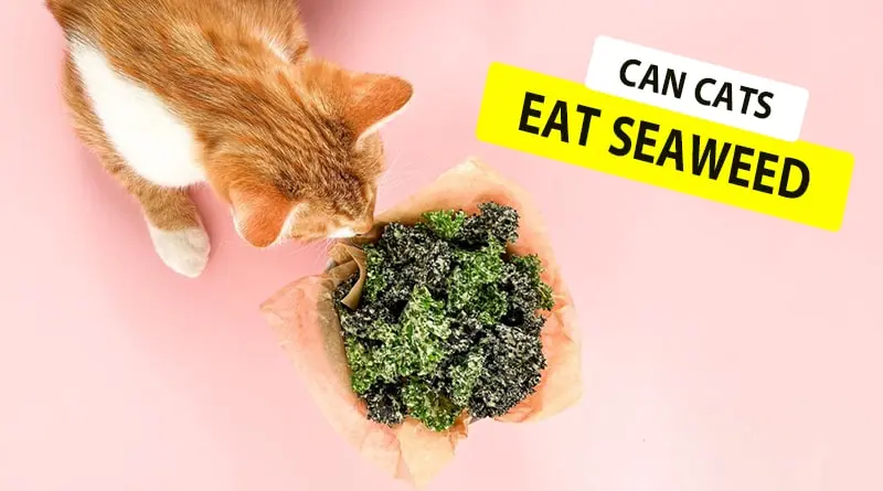Can Cats Eat Seaweed