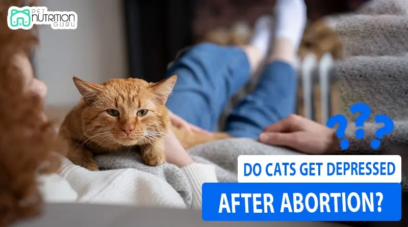 Do Cats Get Depressed after Abortion