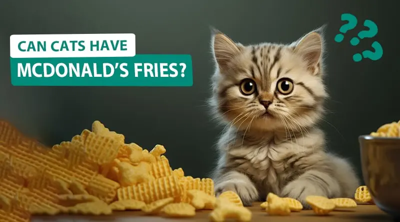 Can Cats have McDonald's Fries