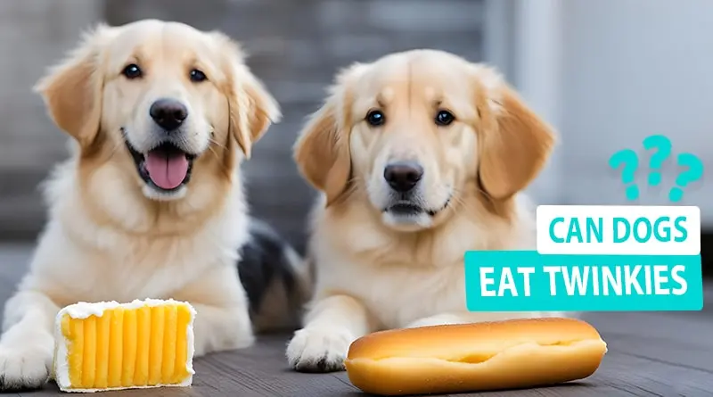 Can Dogs Eat Twinkies