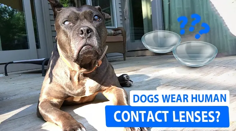 Can Dogs Wear Human Contact Lenses
