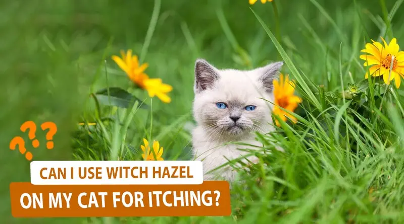 Can I Use Witch Hazel on My Cat for Itching