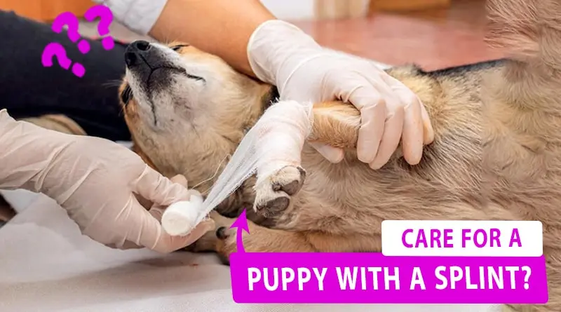 Care for a Puppy with a Splint