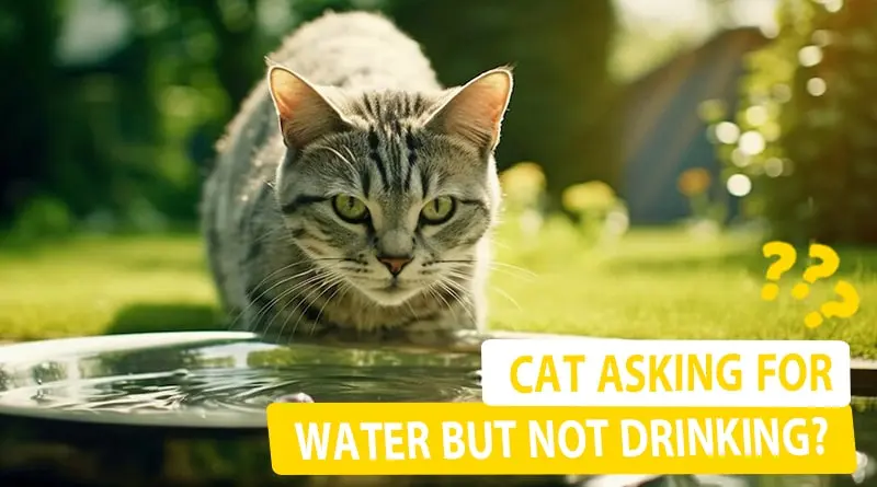 Cat asking for Water but not Drinking