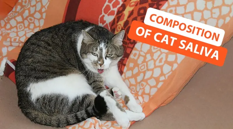 Composition of Cat Saliva