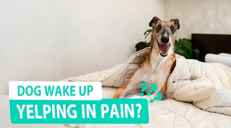 Dog wake up yelping in Pain