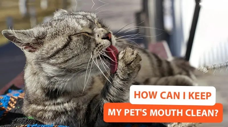 How Can I Keep My Pet's Mouth Clean