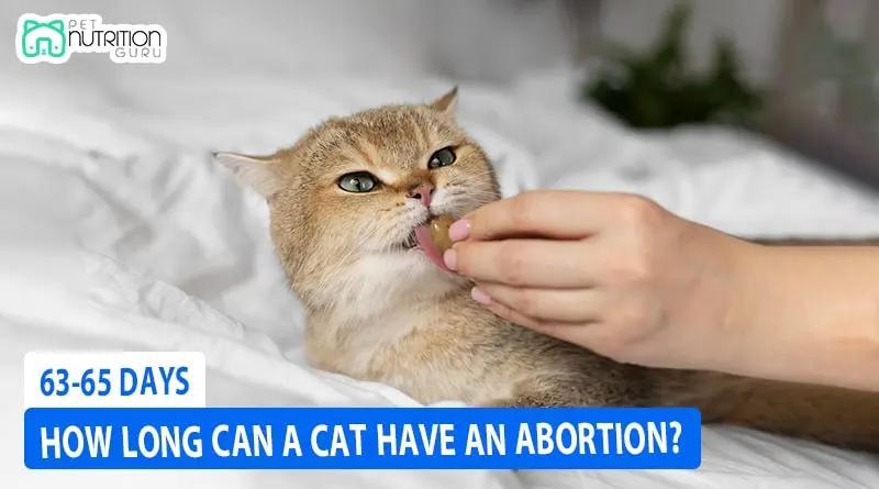 How Long Can a Cat Have an Abortion