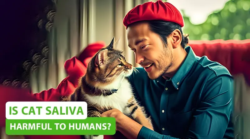 Is Cat Saliva Harmful to Human