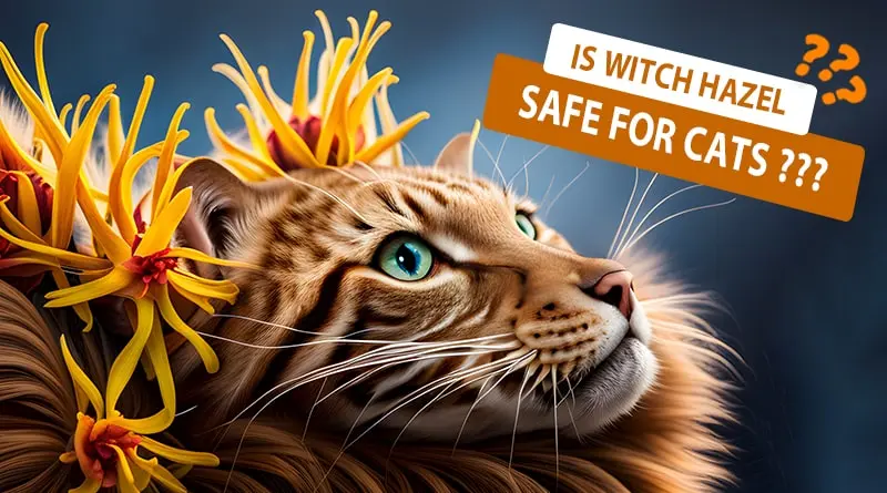Is Witch Hazel safe for Cats
