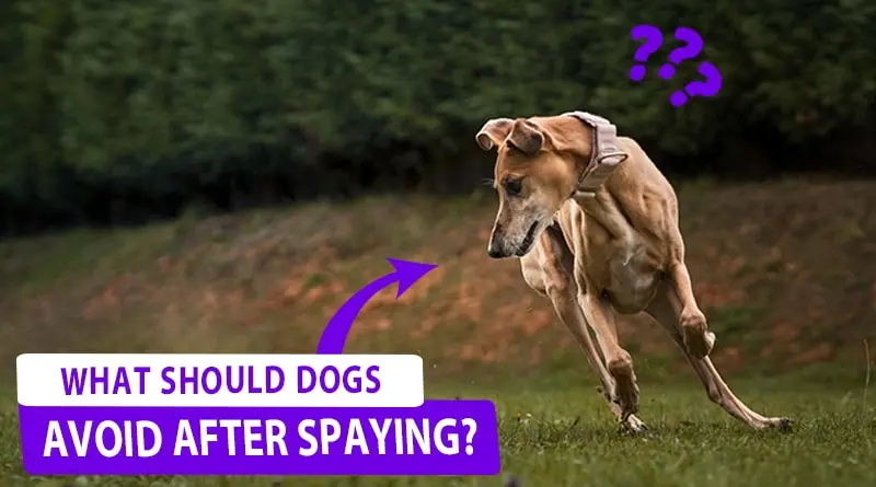 Should Dogs Avoid After Spaying