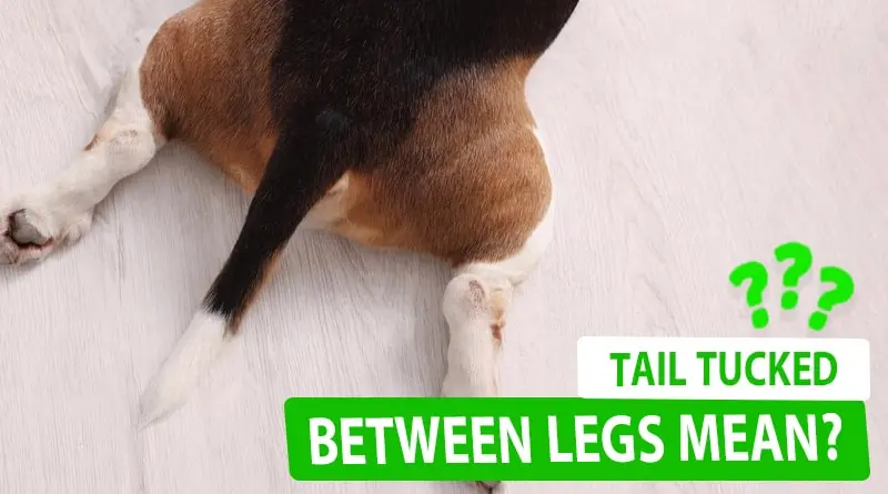 What Does Tail Tucked Between Legs Mean?