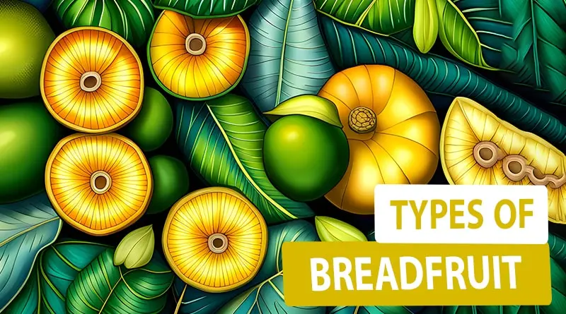 What are the Types of Breadfruit