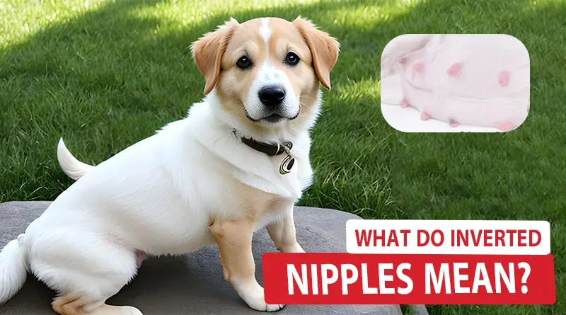What Do Inverted Nipples Mean?