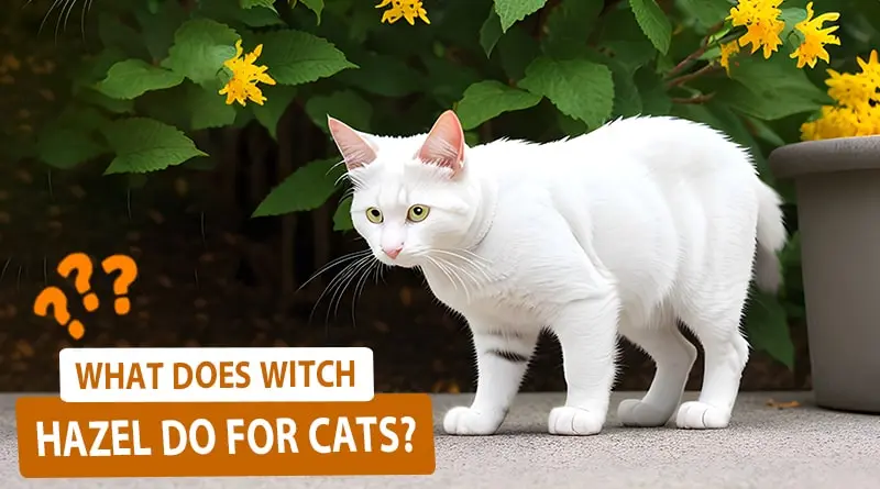 What Does Witch Hazel Do for Cats